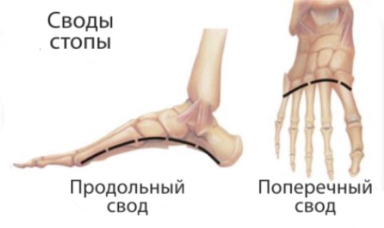 Своды стопы